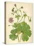 Plants, Geranium Molle-Mabel E Step-Stretched Canvas