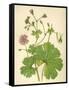 Plants, Geranium Molle-Mabel E Step-Framed Stretched Canvas