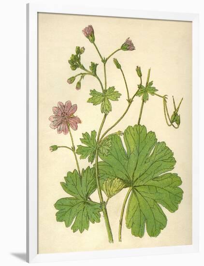 Plants, Geranium Molle-Mabel E Step-Framed Art Print