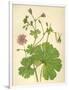 Plants, Geranium Molle-Mabel E Step-Framed Art Print