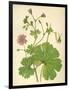 Plants, Geranium Molle-Mabel E Step-Framed Art Print