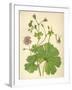 Plants, Geranium Molle-Mabel E Step-Framed Art Print