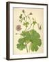 Plants, Geranium Molle-Mabel E Step-Framed Art Print