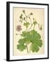 Plants, Geranium Molle-Mabel E Step-Framed Art Print