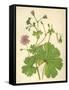 Plants, Geranium Molle-Mabel E Step-Framed Stretched Canvas