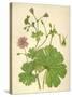 Plants, Geranium Molle-Mabel E Step-Stretched Canvas