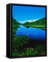 Plants growing at lakeshore, Oxbow Lake, New York State Route 28, Speculator, Hamilton County, N...-null-Framed Stretched Canvas