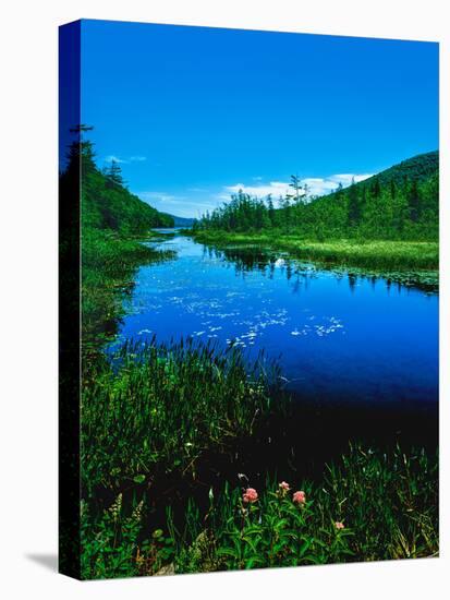 Plants growing at lakeshore, Oxbow Lake, New York State Route 28, Speculator, Hamilton County, N...-null-Stretched Canvas