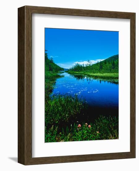 Plants growing at lakeshore, Oxbow Lake, New York State Route 28, Speculator, Hamilton County, N...-null-Framed Photographic Print