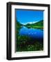 Plants growing at lakeshore, Oxbow Lake, New York State Route 28, Speculator, Hamilton County, N...-null-Framed Photographic Print