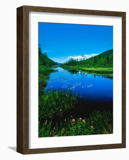 Plants growing at lakeshore, Oxbow Lake, New York State Route 28, Speculator, Hamilton County, N...-null-Framed Photographic Print