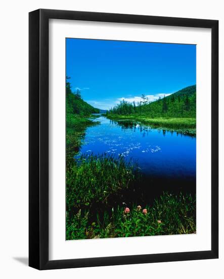 Plants growing at lakeshore, Oxbow Lake, New York State Route 28, Speculator, Hamilton County, N...-null-Framed Photographic Print