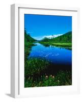 Plants growing at lakeshore, Oxbow Lake, New York State Route 28, Speculator, Hamilton County, N...-null-Framed Photographic Print