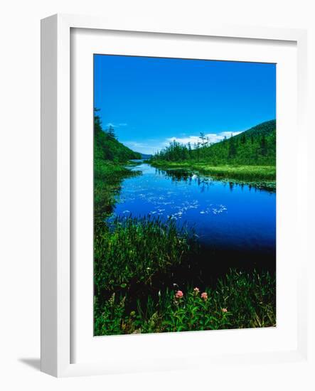 Plants growing at lakeshore, Oxbow Lake, New York State Route 28, Speculator, Hamilton County, N...-null-Framed Photographic Print