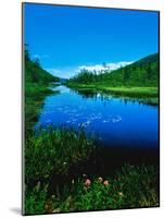 Plants growing at lakeshore, Oxbow Lake, New York State Route 28, Speculator, Hamilton County, N...-null-Mounted Photographic Print