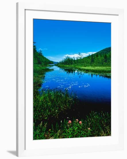 Plants growing at lakeshore, Oxbow Lake, New York State Route 28, Speculator, Hamilton County, N...-null-Framed Photographic Print