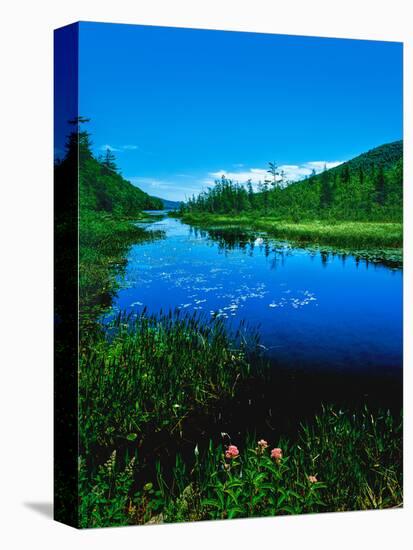 Plants growing at lakeshore, Oxbow Lake, New York State Route 28, Speculator, Hamilton County, N...-null-Stretched Canvas