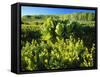 Plants Growing in Field, Logan River, Franklin Basin, Bear River Range, Cache National Forest-Scott T. Smith-Framed Stretched Canvas