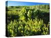 Plants Growing in Field, Logan River, Franklin Basin, Bear River Range, Cache National Forest-Scott T. Smith-Stretched Canvas