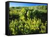 Plants Growing in Field, Logan River, Franklin Basin, Bear River Range, Cache National Forest-Scott T. Smith-Framed Stretched Canvas