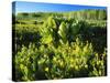 Plants Growing in Field, Logan River, Franklin Basin, Bear River Range, Cache National Forest-Scott T. Smith-Stretched Canvas