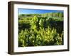 Plants Growing in Field, Logan River, Franklin Basin, Bear River Range, Cache National Forest-Scott T. Smith-Framed Photographic Print