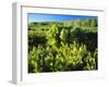 Plants Growing in Field, Logan River, Franklin Basin, Bear River Range, Cache National Forest-Scott T. Smith-Framed Photographic Print