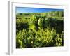 Plants Growing in Field, Logan River, Franklin Basin, Bear River Range, Cache National Forest-Scott T. Smith-Framed Photographic Print