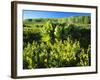 Plants Growing in Field, Logan River, Franklin Basin, Bear River Range, Cache National Forest-Scott T. Smith-Framed Photographic Print