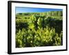 Plants Growing in Field, Logan River, Franklin Basin, Bear River Range, Cache National Forest-Scott T. Smith-Framed Photographic Print