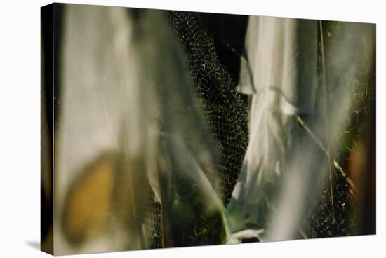 Plants Growing Under Netting-Fay Godwin-Stretched Canvas