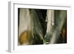 Plants Growing Under Netting-Fay Godwin-Framed Giclee Print