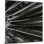 Plants, Hawaii, c. 1985-Brett Weston-Mounted Photographic Print