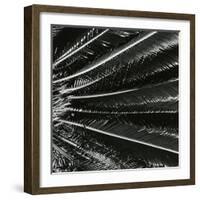 Plants, Hawaii, c. 1985-Brett Weston-Framed Photographic Print