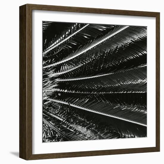 Plants, Hawaii, c. 1985-Brett Weston-Framed Photographic Print