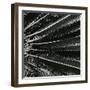 Plants, Hawaii, c. 1985-Brett Weston-Framed Photographic Print