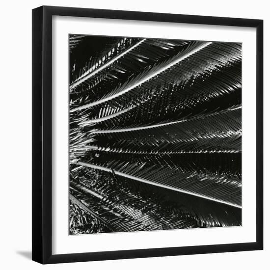 Plants, Hawaii, c. 1985-Brett Weston-Framed Photographic Print