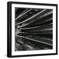 Plants, Hawaii, c. 1985-Brett Weston-Framed Photographic Print