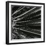 Plants, Hawaii, c. 1985-Brett Weston-Framed Photographic Print