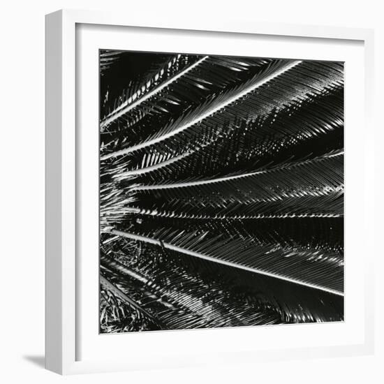 Plants, Hawaii, c. 1985-Brett Weston-Framed Photographic Print