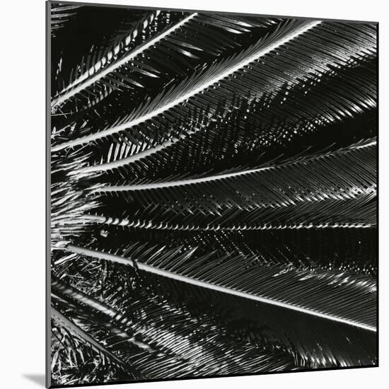 Plants, Hawaii, c. 1985-Brett Weston-Mounted Photographic Print