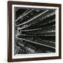 Plants, Hawaii, c. 1985-Brett Weston-Framed Photographic Print