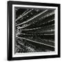 Plants, Hawaii, c. 1985-Brett Weston-Framed Photographic Print