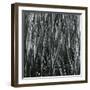 Plants, Hawaii, c.1985-Brett Weston-Framed Photographic Print