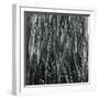 Plants, Hawaii, c.1985-Brett Weston-Framed Photographic Print