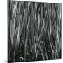 Plants, Hawaii, c.1985-Brett Weston-Mounted Photographic Print