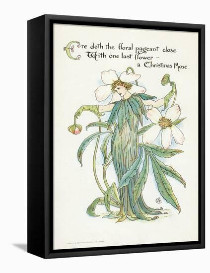 Plants, Helleborus Niger-Walter Crane-Framed Stretched Canvas