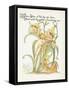 Plants, Hemerocallis Spec-Walter Crane-Framed Stretched Canvas