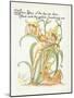 Plants, Hemerocallis Spec-Walter Crane-Mounted Art Print