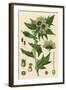 Plants, Hyoscyamus Niger-null-Framed Art Print